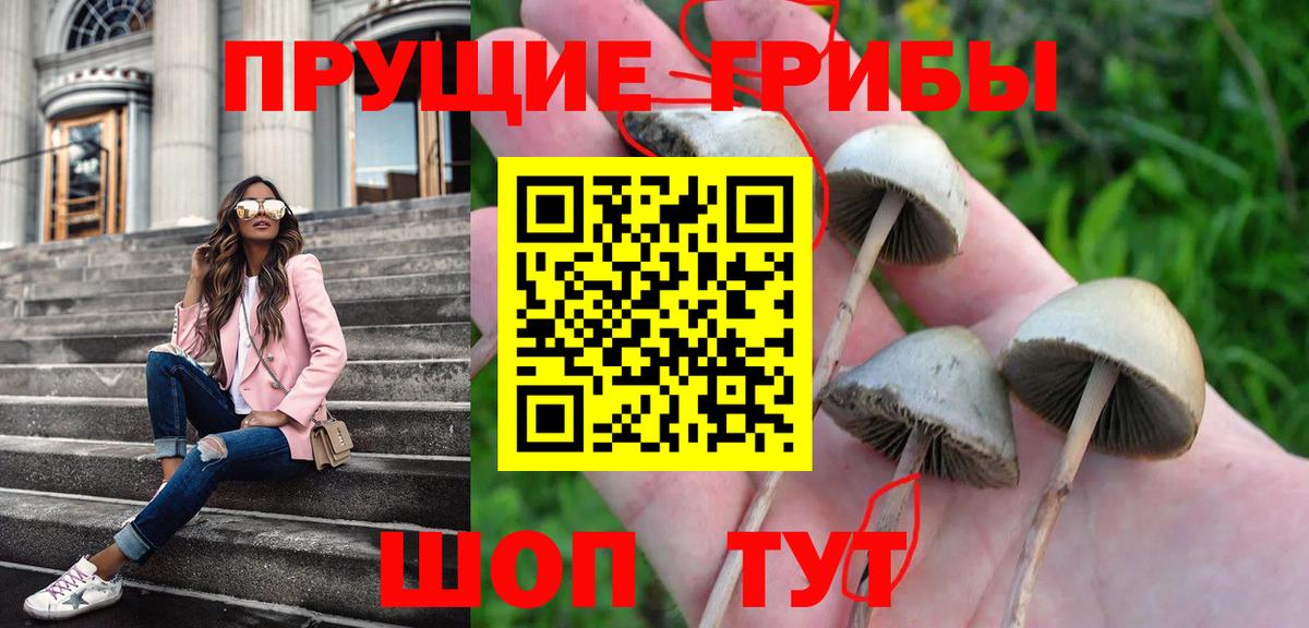 Псилоцибиновые грибы Psilocybe  Вход с VPN  Сафоново 
